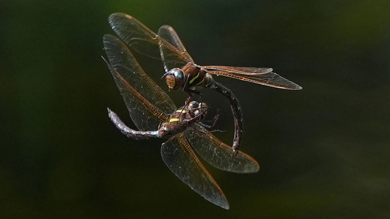 Brown Hawker Dragonflies (Aeshna grandis), Grand Canal in Athy, Co Kildare, Ireland